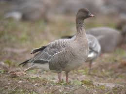 Attēlu rezultāti vaicājumam “Anser brachyrhynchus adult”