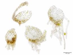 Attēlu rezultāti vaicājumam “Lophozia ascendens”