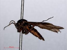 Attēlu rezultāti vaicājumam “Sciara analis”