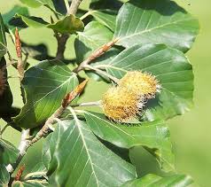 Attēlu rezultāti vaicājumam “Fagus sylvatica fruit”