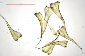 Attēlu rezultāti vaicājumam “Campylium chrysophyllum”