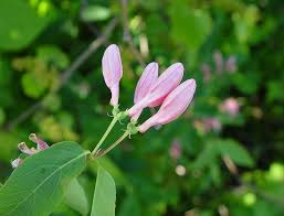 Attēlu rezultāti vaicājumam “Lonicera tatarica bud”