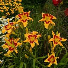 Image result for Hemerocallis `Moses Fire`
