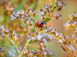 Attēlu rezultāti vaicājumam “Coccinellidae”