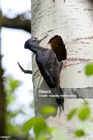 Attēlu rezultāti vaicājumam “Dryocopus martius nest”