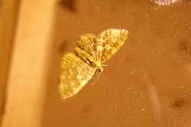 Attēlu rezultāti vaicājumam “Hydrelia flammeolaria”