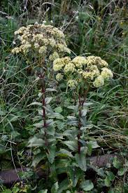 Attēlu rezultāti vaicājumam “Hylotelephium maximum flower”