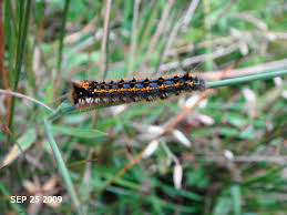 Attēlu rezultāti vaicājumam “Euthrix potatoria larva”