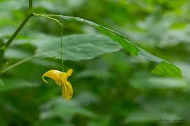 Attēlu rezultāti vaicājumam “Impatiens noli-tangere”