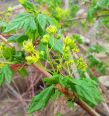 Attēlu rezultāti vaicājumam “Acer campestre flower”