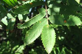 Attēlu rezultāti vaicājumam “Sorbus aucuparia leaf”