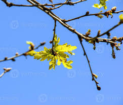 Attēlu rezultāti vaicājumam “Acer tataricum bud”