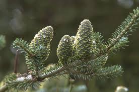 Attēlu rezultāti vaicājumam “Abies koreana”