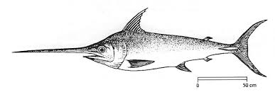 Image result for Xiphias gladius