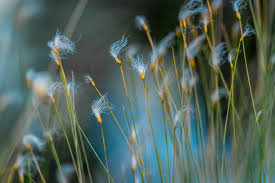 Attēlu rezultāti vaicājumam “Trichophorum alpinum fruit”