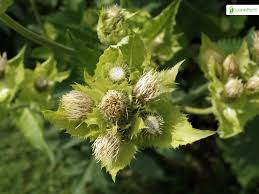 Attēlu rezultāti vaicājumam “Cirsium oleraceum flower”