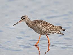 Image result for Tringa erythropus