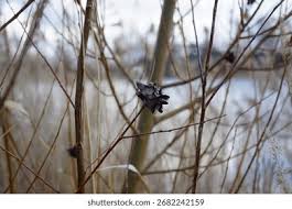 Attēlu rezultāti vaicājumam “Rhabdophaga rosaria”