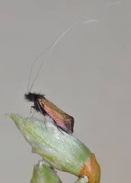 Attēlu rezultāti vaicājumam “Adela cuprella”