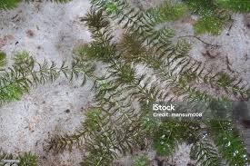 Attēlu rezultāti vaicājumam “Hydrilla verticillata”