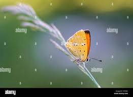 Attēlu rezultāti vaicājumam “Lycaena virgaureae female”