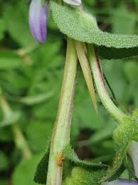 Attēlu rezultāti vaicājumam “Campanula cervicaria bud”
