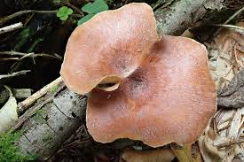 Attēlu rezultāti vaicājumam “Polyporus tubaeformis”