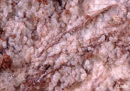 Attēlu rezultāti vaicājumam “Sporophagomyces chrysostomus”