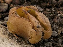 Attēlu rezultāti vaicājumam “Peziza vesiculosa”