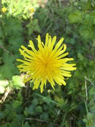 Attēlu rezultāti vaicājumam “Crepis biennis”