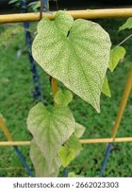 Attēlu rezultāti vaicājumam “Menispermum dauricum leaf”