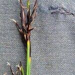 Attēlu rezultāti vaicājumam “Schoenus ferrugineus flower”