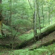 Attēlu rezultāti vaicājumam “Ionomidotis irregularis”