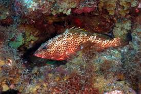 Image result for Epinephelus guttatus