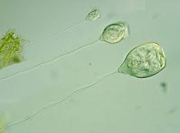 Attēlu rezultāti vaicājumam “Microstoma protracta”