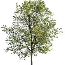 Attēlu rezultāti vaicājumam “Ulmus minor”