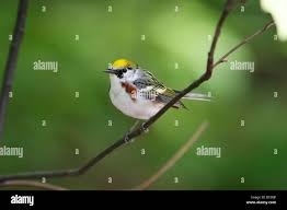 Image result for Dendroica pensylvanica