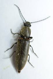 Attēlu rezultāti vaicājumam “Athous sp.”