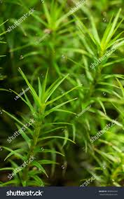 Attēlu rezultāti vaicājumam “Polytrichum formosum”