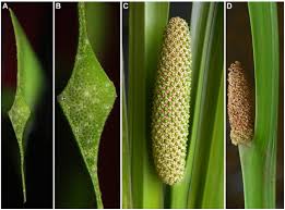 Attēlu rezultāti vaicājumam “Acorus calamus leaf”