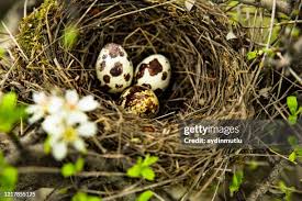 Attēlu rezultāti vaicājumam “Erithacus rubecula eggs”