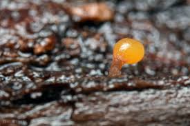 Attēlu rezultāti vaicājumam “Trichia botrytis var. cerifera”