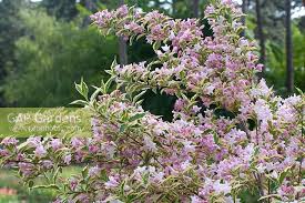 Attēlu rezultāti vaicājumam “Weigela praecox”