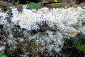 Attēlu rezultāti vaicājumam “Hydnocristella himantia”