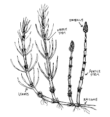 Attēlu rezultāti vaicājumam “Equisetum telmateia”