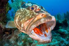 Image result for Epinephelus striatus