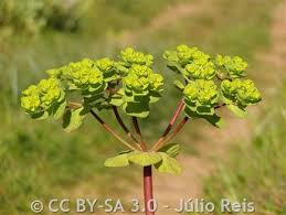 Attēlu rezultāti vaicājumam “Euphorbia helioscopia leaf”