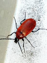 Attēlu rezultāti vaicājumam “Pseudocistela ceramboides”