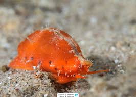 Attēlu rezultāti vaicājumam “Cribraria violacea macro”