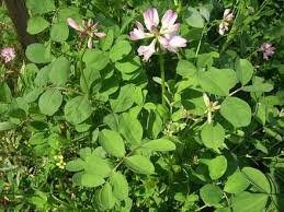 Attēlu rezultāti vaicājumam “Leguminosae”